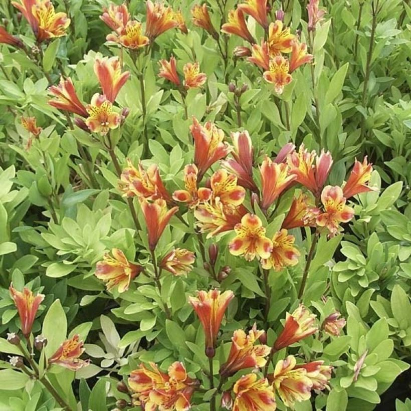 Alstroemère - Alstroemeria Inca Exotica (Port)