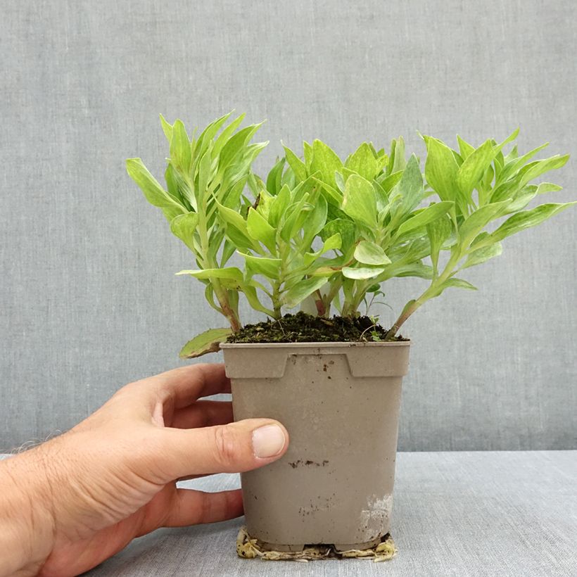 Spécimen de Alstroemère naine Pitchounes Charlotte - Lys des Incas Pot de 1L/1,5L tel que livré en été