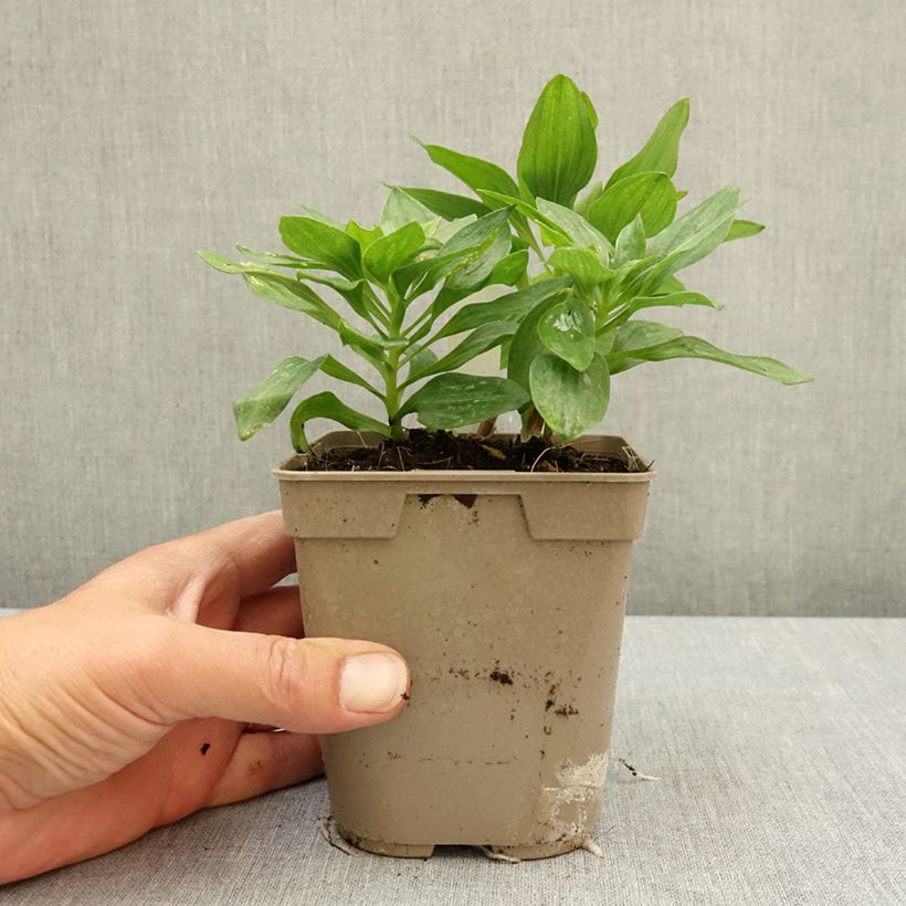 Spécimen de Alstroemère naine Pitchounes Charlotte - Lys des Incas Pot de 1L/1,5L tel que livré au printemps