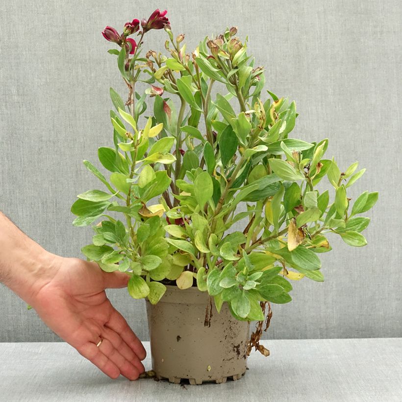 Spécimen de Alstroemère naine Pitchounes Leonie - Lys des Incas Pot de 2L/3L tel que livré au printemps