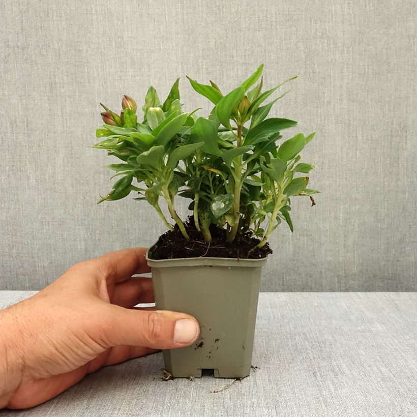 Spécimen de Alstroemère naine Pitchounes Lily Rose - Lys des Incas Godet de 8/9 cm tel que livré au printemps