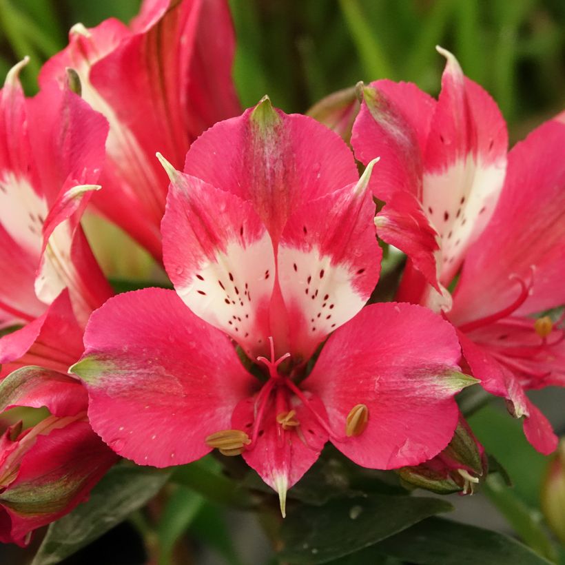 Alstroemère naine Pitchounes Lily Rose - Lys des Incas (Floraison)