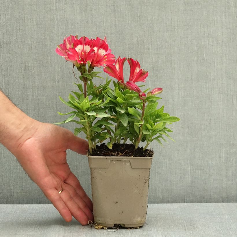 Spécimen de Alstroemère naine Pitchounes Lily Rose - Lys des Incas Pot de 1L/1,5L tel que livré en été
