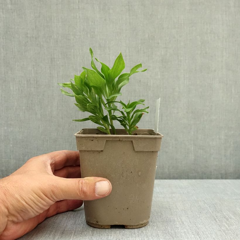 Spécimen de Alstroemère naine Pitchounes Lola - Lys des Incas Pot de 1L/1,5L tel que livré en été