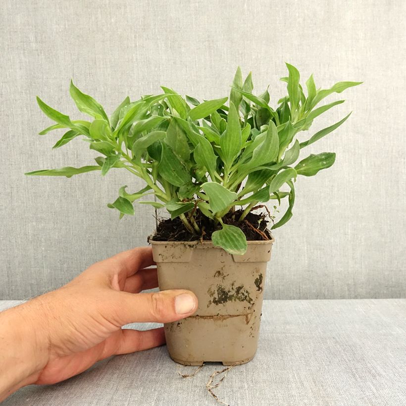 Spécimen de Alstroemère naine Pitchounes Lola - Lys des Incas Pot de 1L/1,5L tel que livré au printemps