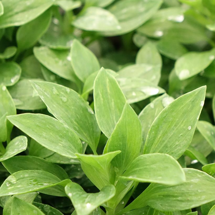 Alstroemère naine Pitchounes Océane - Lys des Incas (Foliage)
