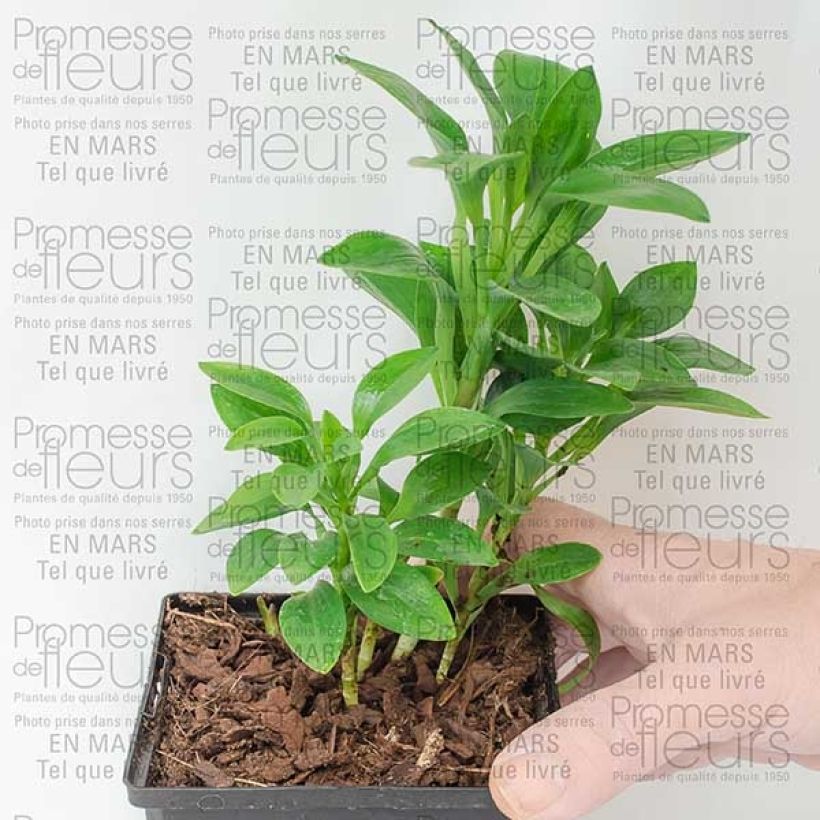Exemple de spécimen de Alstroemère - Alstroemeria Inca Exotica Pot de 10 cm/11cm tel que livré