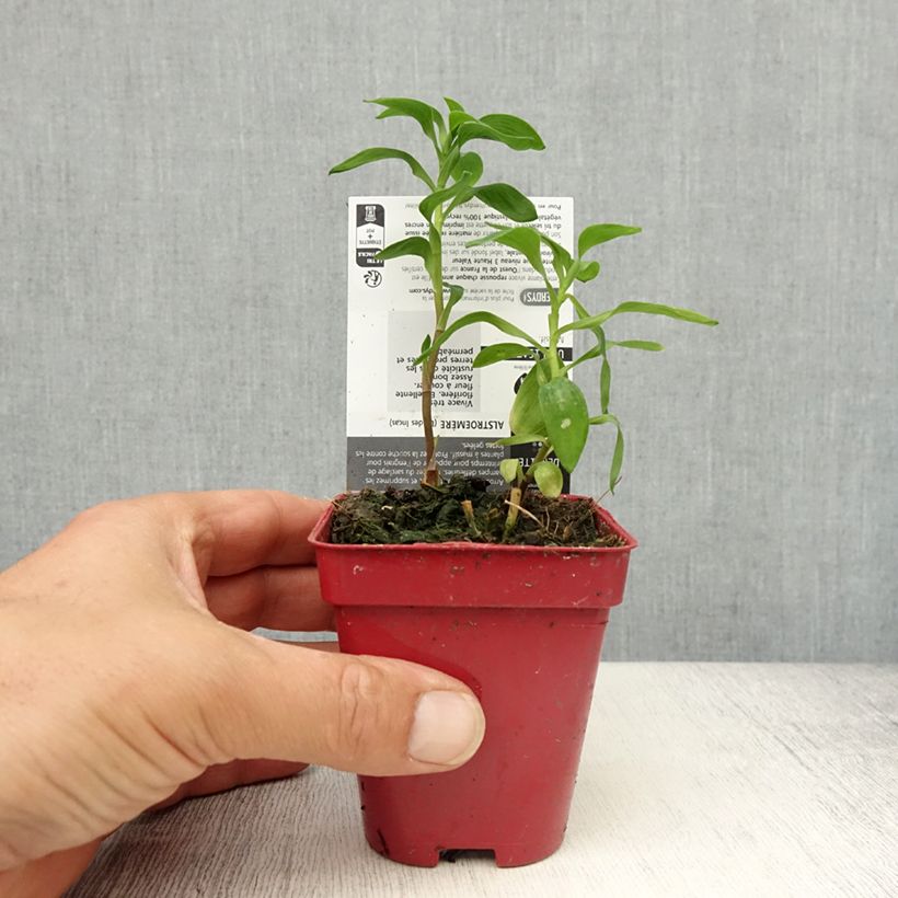 Example of Alstroemeria aurantiaca Godet de 8/9 cm as you get in printemps