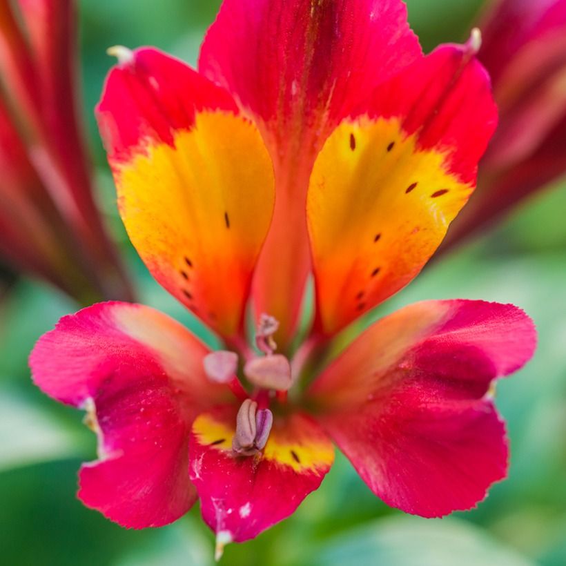 Alstroemère - Alstroemeria Inca Pulse (Floraison)