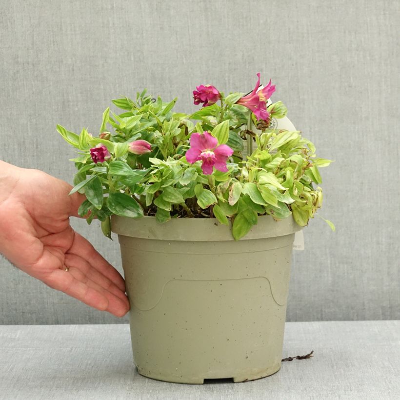 Spécimen de Alstroemeria Incalys Purple - Lis des Incas Pot de 3L/4L tel que livré au printemps
