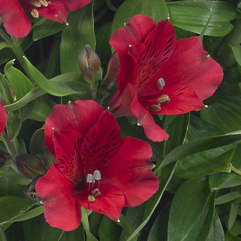 Alstroemeria Inticancha Red ou Valentino - Lis des Incas (Flowering)