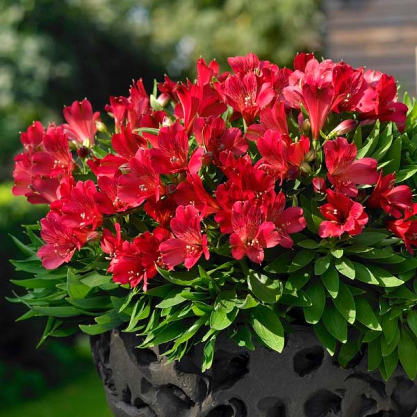 Alstroemeria Inticancha Red ou Valentino - Lis des Incas (Plant habit)