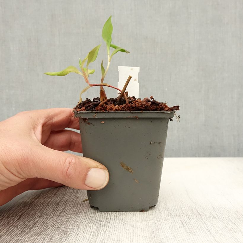 Spécimen de Alstroemeria Mauve Majesty - Lys des Incas Godet de 8/9 cm tel que livré en automne