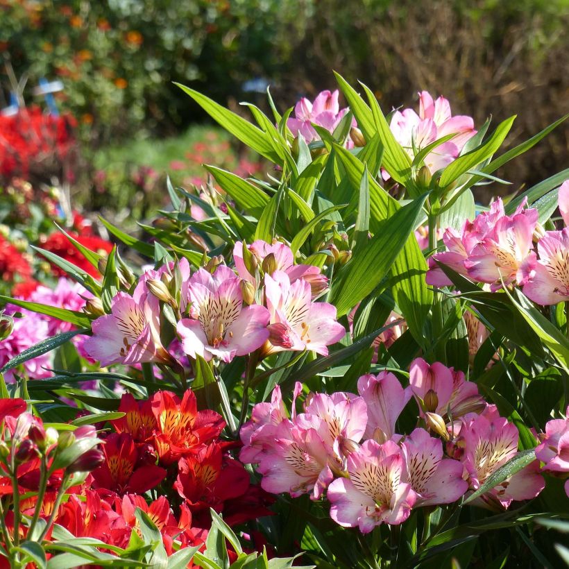 Alstroemeria Summer Break - Lys des Incas (Flowering)
