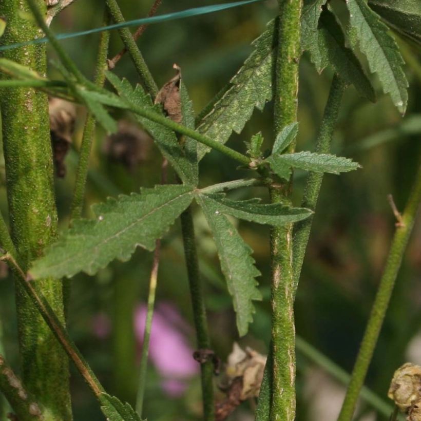 Althaea cannabina - Guimauve faux-chanvre (Foliage)