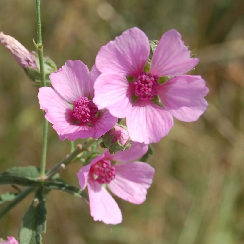Althaea cannabina - Guimauve faux-chanvre (Flowering)
