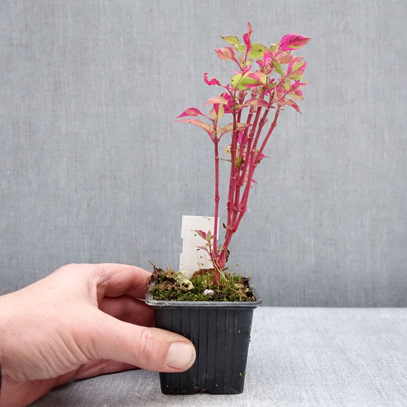 Example of Althernanthera Party Time Godet de 8/9 cm as you get in hiver