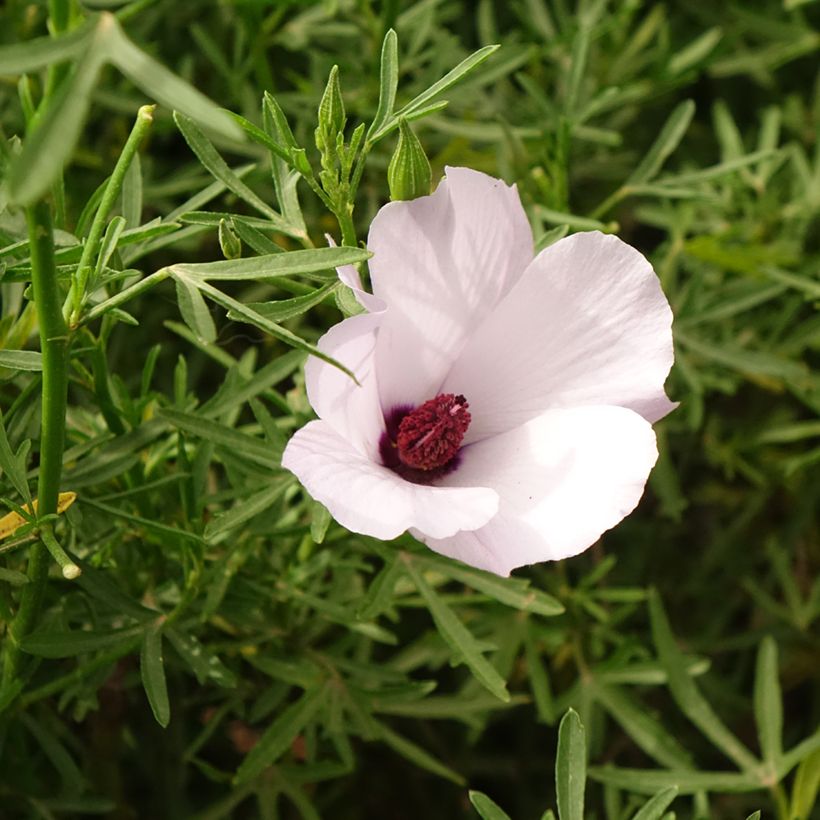 Alyogyne cuneiformis - Hibiscus d'Australie (Floraison)