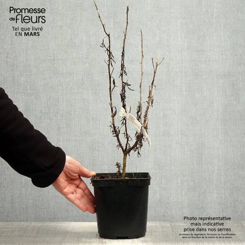 Spécimen de Alyogyne Delightfully - Hibiscus bleu d'Australie Pot de 4L/5L tel que livré au printemps