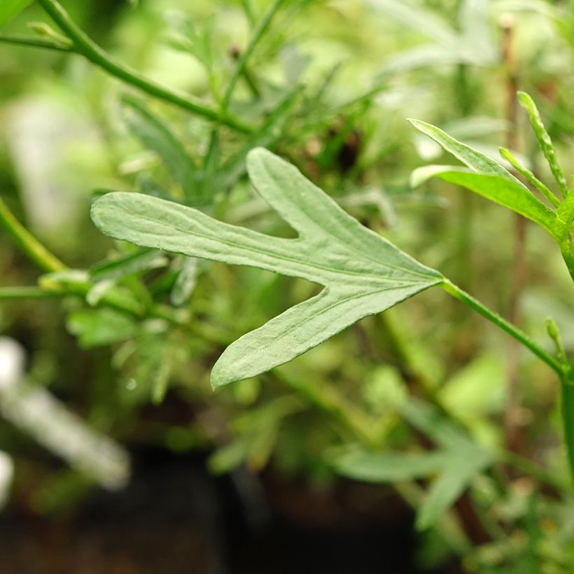 Alyogyne Delightfully - Hibiscus bleu d'Australie (Feuillage)