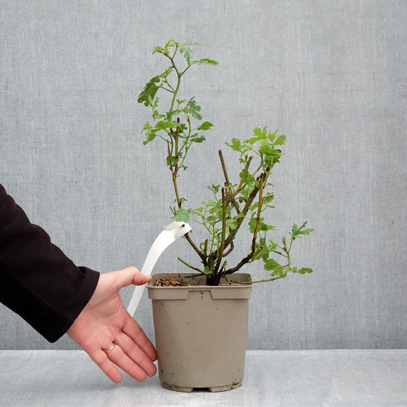 Example of Alyogyne huegelii - Hibiscus bleu d'Australie Pot de 3L/4L as you get in automne