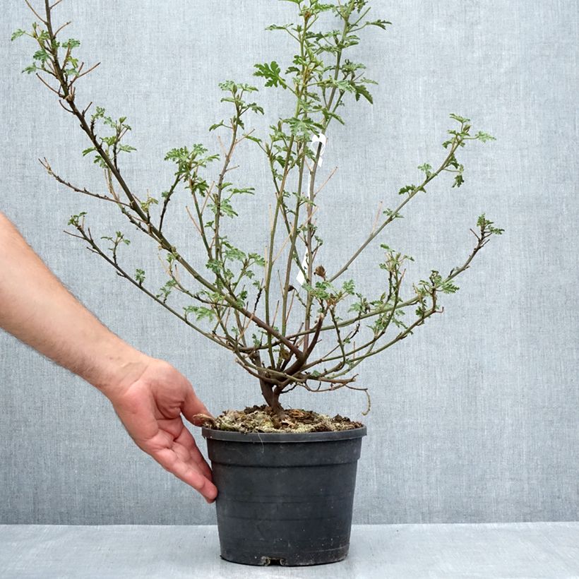 Example of Alyogyne huegelii Santa Cruz Pot de 3L/4L as you get in ete