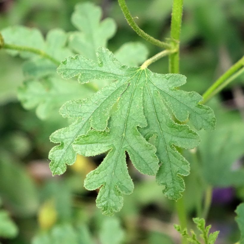 Alyogyne huegelii Santa Cruz (Foliage)