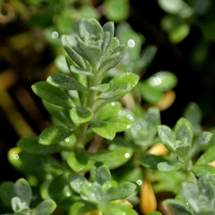 Alyssum montanum Berggold - Corbeille d'Or (Foliage)