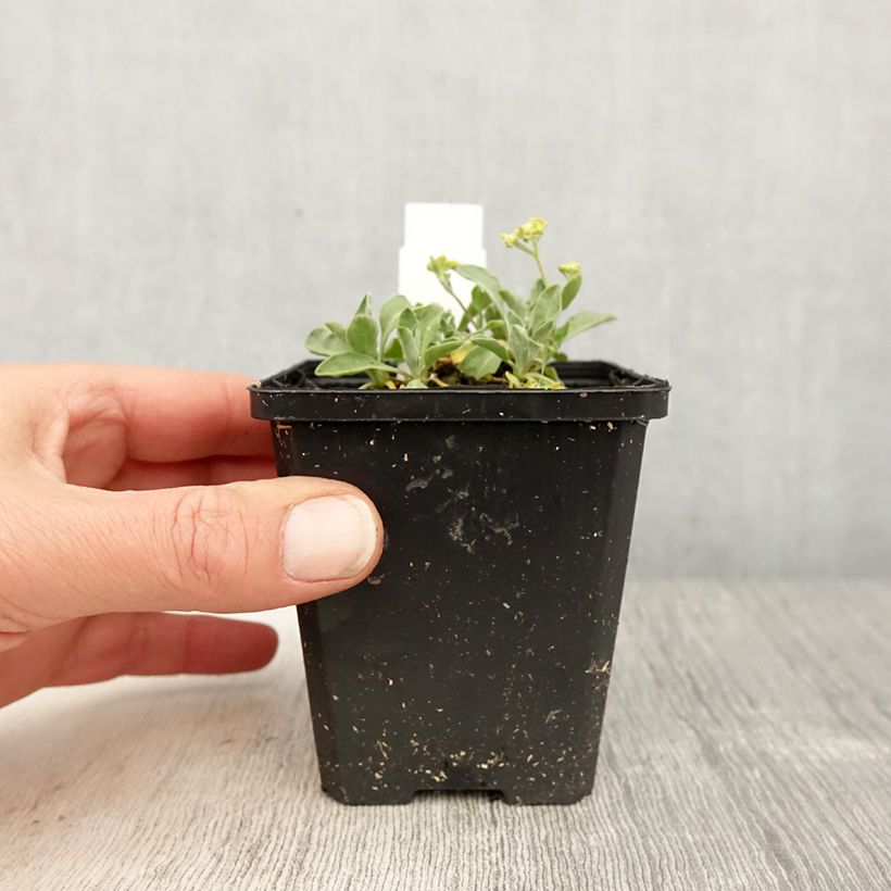 Example of Alyssum saxatile Compactum - Corbeille d'Or Godet de 8/9 cm as you get in printemps