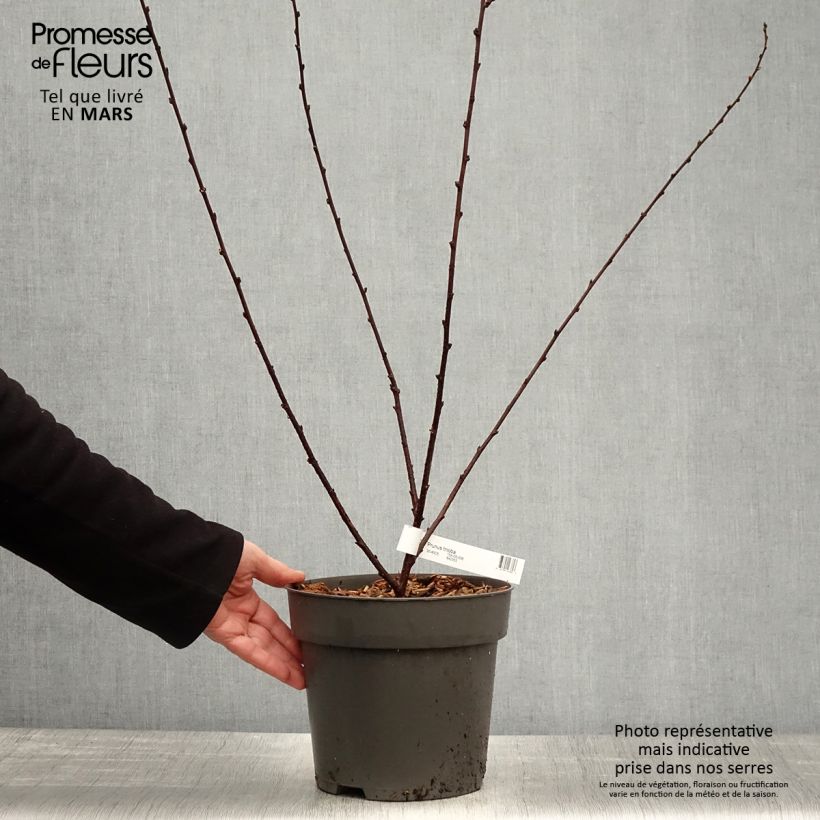 Example of Amandier à fleurs - Prunus triloba  Pot de 2L/3L as you get in printemps
