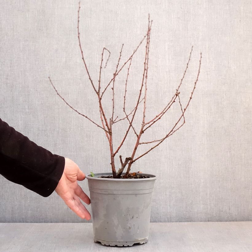 Example of Amandier à fleurs - Prunus triloba Multiplex Pot de 4L/5L as you get in printemps