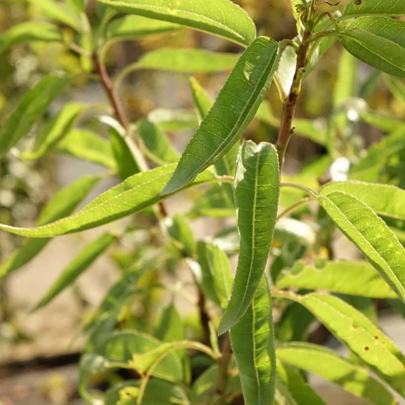 Amandier commun - Prunus dulcis (Foliage)