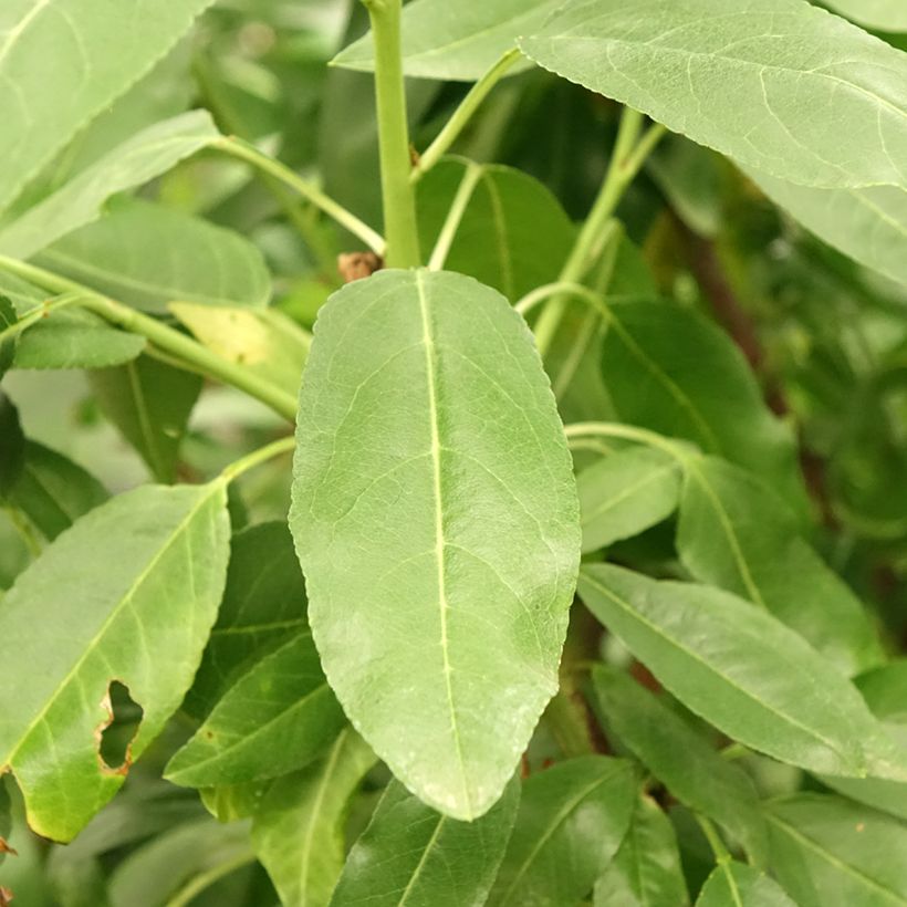 Amandier Desmayo Largueta (Foliage)
