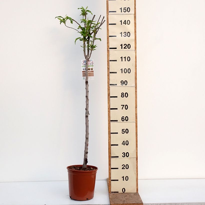 Spécimen de Amandier Lauranne autofertile Pot de 7,5L/10L, Demi-Tige tel que livré en hiver