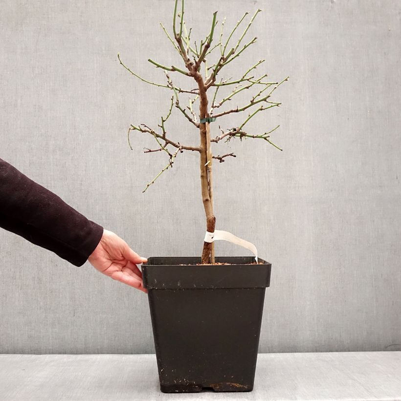 Example of Amandier nain autofertile Fruit me Almond me - Prunus dulcis Pot de 12L/15L, Nain as you get in hiver