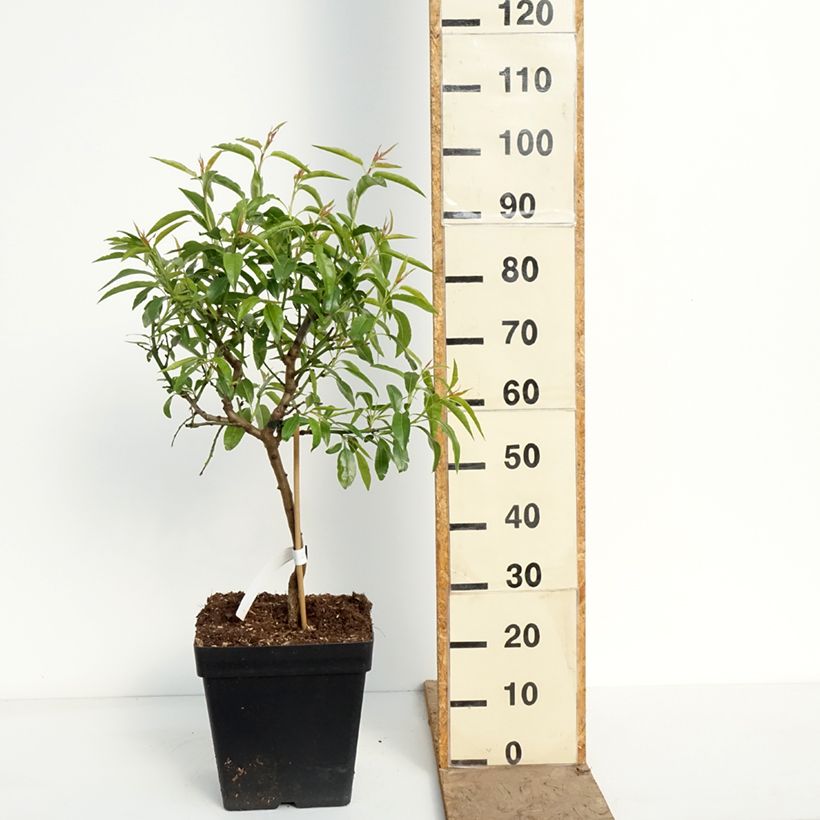 Spécimen de Amandier nain autofertile Fruit me Almond me - Prunus dulcis Pot de 12L/15L, Nain tel que livré au printemps