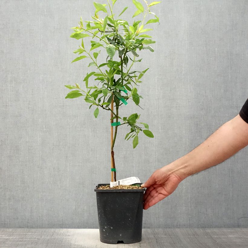Example of Amandier nain autofertile Fruit me Almond me - Prunus dulcis Pot de 4L/5L, Nain as you get in printemps