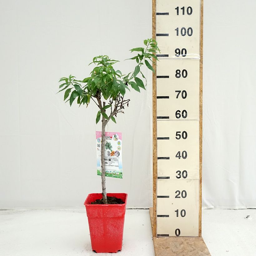 Spécimen de Amandier nain Garden Prince Pot de 6L/7L, 1/4 de tige, Tige de 40 cm tel que livré en été