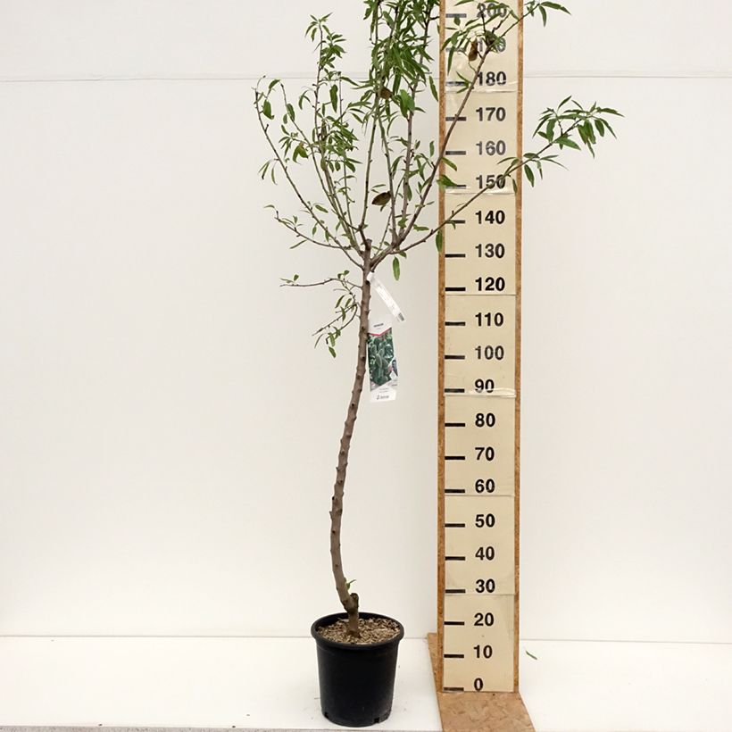 Spécimen de Amandier Princesse Pot de 7,5L/10L, Gobelet tel que livré en été