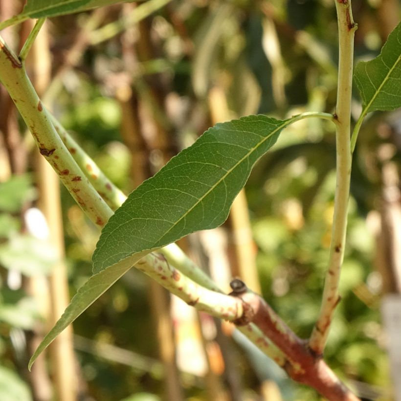 Amandier Supernova autofertile - Prunus dulcis (Foliage)