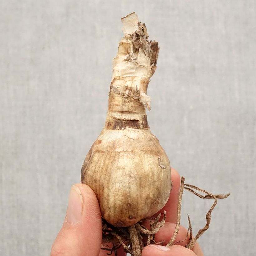 Example of Amarine belladiva Anastasia - Nérine hybride Bulbe calibre 16+ as you get in printemps