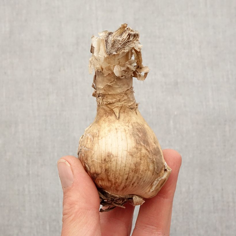 Example of Amarine belladiva Emanuelle - Nérine hybride Bulbe calibre 16+ as you get in printemps