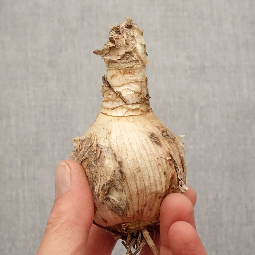 Example of Amarine belladiva Tomoko - Nérine hybride Bulbe calibre 16+ as you get in printemps