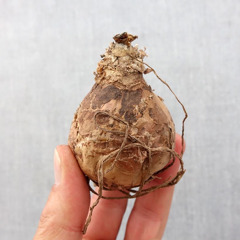 Example of Amaryllis belladonna - Lis belladonne Bulbe calibre 20+ as you get in printemps