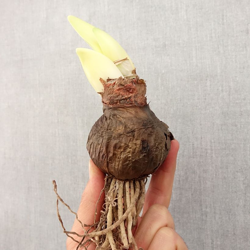 Spécimen de Amaryllis Chico tel que livré au printemps