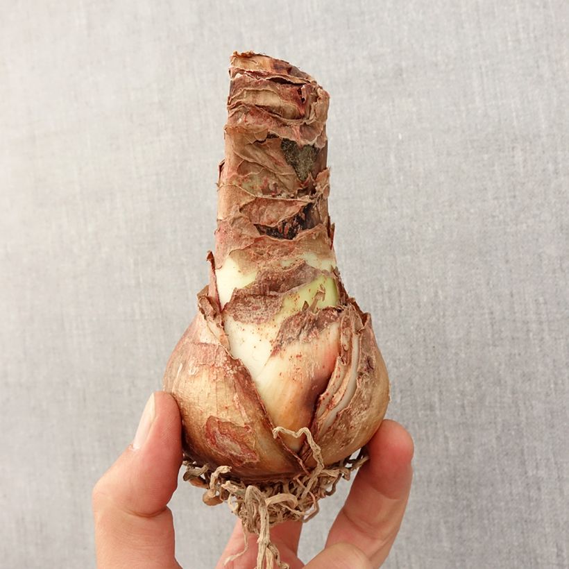 Spécimen de Amaryllis Christmas Gift tel que livré au printemps