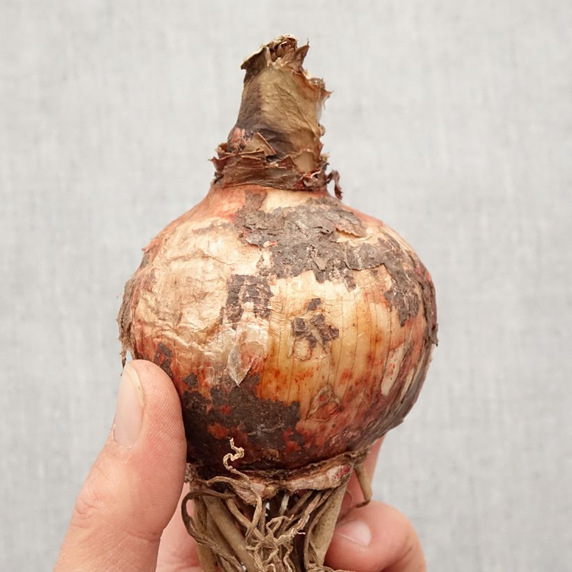 Spécimen de Amaryllis Cybester Bogota  Bulbe calibre 24/26 tel que livré au printemps