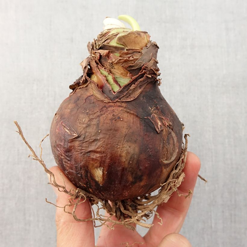 Spécimen de Amaryllis Cybister Mystica - Hippeastrum Bulbe calibre 30/32 tel que livré au printemps