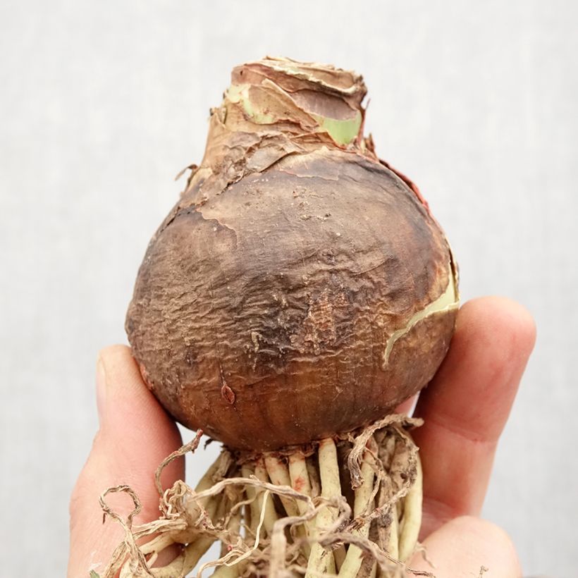 Spécimen de Amaryllis double Cherry Nymph tel que livré au printemps