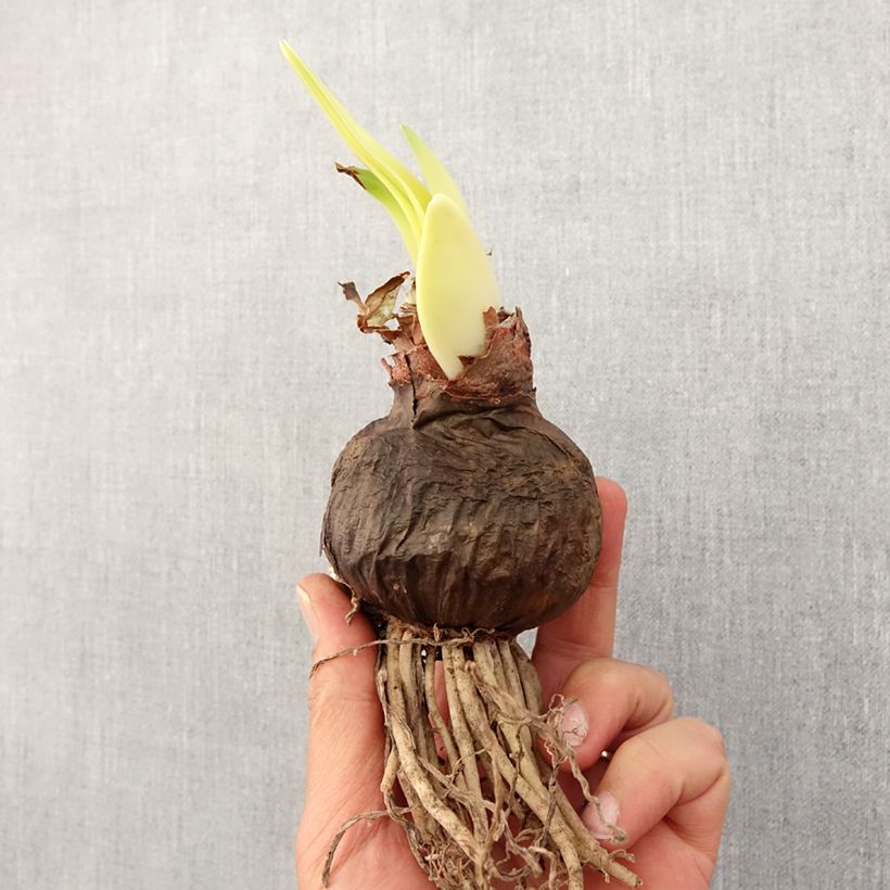 Spécimen de Amaryllis Double Dragon Bulbe calibre 30/32 tel que livré au printemps